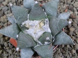 Ariocarpus furfuraceus pot 5,5 cm
