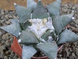 Ariocarpus furfuraceus pot 5,5 cm - 12392171