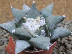 Ariocarpus furfuraceus pot 5,5 cm - 12392172