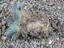 Ariocarpus furfuraceus pot 5,5 cm - 12392174