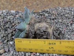 Ariocarpus furfuraceus pot 5,5 cm - 12392175