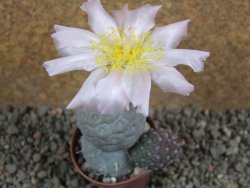 Tephrocactus geometricus pot 5,5 cm