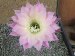 Echinopsis hybrid pot 7 cm - 12392222