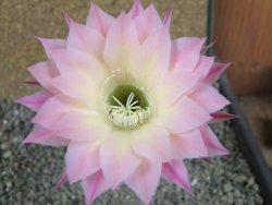Echinopsis hybrid pot 7 cm - 12392223