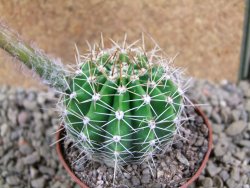 Echinopsis hybrid pot 7 cm - 12392224