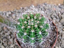 Echinopsis hybrid pot 7 cm - 12392225