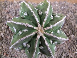 Astrophytum Dinosaur (Fukurio Hannya) 11 cm