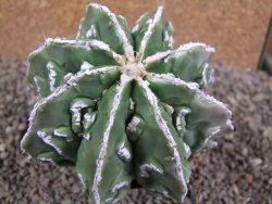 Astrophytum Dinosaur (Fukurio Hannya) 11 cm - 12392248