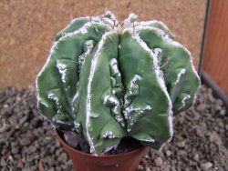 Astrophytum Dinosaur (Fukurio Hannya) 11 cm - 12392249