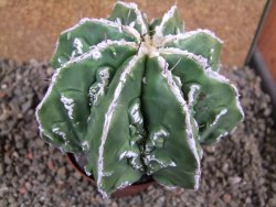 Astrophytum Dinosaur (Fukurio Hannya) 11 cm - 12392250