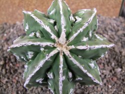 Astrophytum Dinosaur (Fukurio Hannya) 11 cm - 12392251
