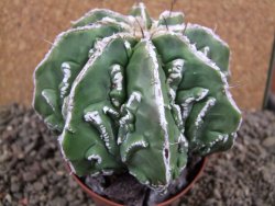 Astrophytum Dinosaur (Fukurio Hannya) 11 cm - 12392252