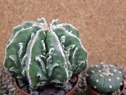 Astrophytum Dinosaur (Fukurio Hannya) 11 cm - 12392253