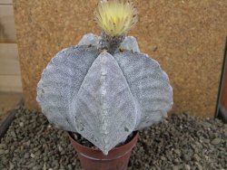 Astrophytum myriostigma 10 cm
