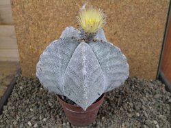 Astrophytum myriostigma 10 cm - 12392265