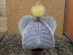 Astrophytum myriostigma 10 cm - 12392267
