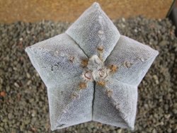 Astrophytum myriostigma 10 cm - 12392269
