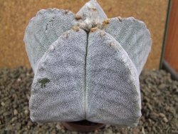 Astrophytum myriostigma 10 cm - 12392272