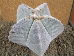 Astrophytum myriostigma 10 cm - 12392273