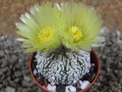 Astrophytum Super Kabuto pot 5,5 cm