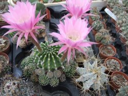 Echinopsis hybrid offshoot 2,5 cm