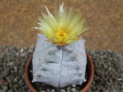 Asrophytum coahuilense Hakuran quadricostatum pot 8 cm Roubovaný