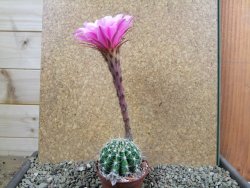 Echinopsis hybrid pot 5,5 cm - 12392366