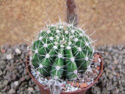 Echinopsis hybrid pot 5,5 cm - 12392367