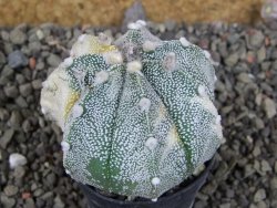 Astrophytum Z Jasenné variegata, 5,5 cm - 12405807