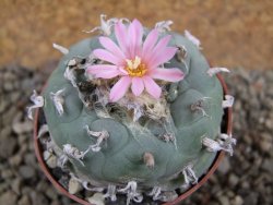 Lophophora fricii pot 7 cm