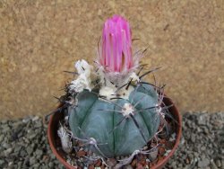 Echinocactus horizonthalonius Castaňas, pot 10 cm