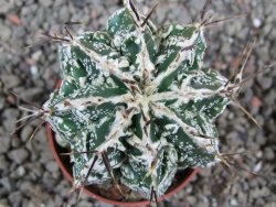 Astrophytum Dinosaur (Fukurio Hannya) pot 5,5 cm