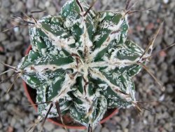 Astrophytum Dinosaur (Fukurio Hannya) pot 5,5 cm - 12392539
