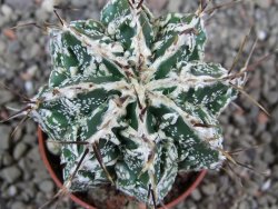 Astrophytum Dinosaur (Fukurio Hannya) pot 5,5 cm - 12392540
