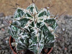 Astrophytum Dinosaur (Fukurio Hannya) pot 5,5 cm - 12392541