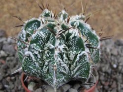 Astrophytum Dinosaur (Fukurio Hannya) pot 5,5 cm - 12392542