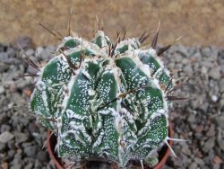 Astrophytum Dinosaur (Fukurio Hannya) pot 5,5 cm - 12392543