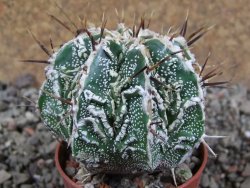 Astrophytum Dinosaur (Fukurio Hannya) pot 5,5 cm - 12392544