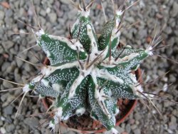 Astrophytum Dinosaur (Fukurio Hannya) pot 5,5 cm - 12392545