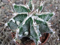 Astrophytum Dinosaur (Fukurio Hannya) pot 5,5 cm - 12392546