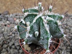 Astrophytum Dinosaur (Fukurio Hannya) pot 5,5 cm - 12392547