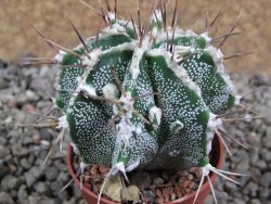 Astrophytum Dinosaur (Fukurio Hannya) pot 5,5 cm