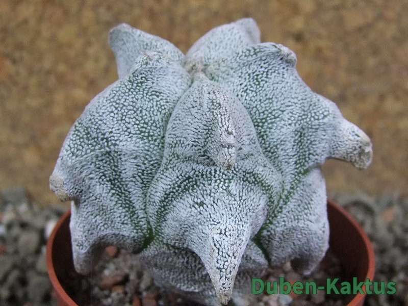 Asrophytum coahuilense Hakuran pot 7 cm