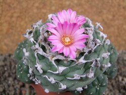 Lophophora jourdaniana XXL, pot 8,5 cm
