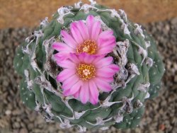 Lophophora jourdaniana XXL, pot 8,5 cm - 12392585