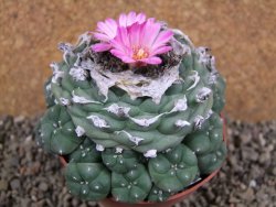 Lophophora jourdaniana XXL, pot 8,5 cm - 12392586