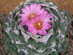 Lophophora jourdaniana XXL, pot 8,5 cm - 12392587
