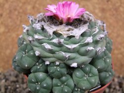 Lophophora jourdaniana XXL, pot 8,5 cm - 12392588