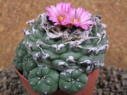 Lophophora jourdaniana XXL, pot 8,5 cm - 12392589