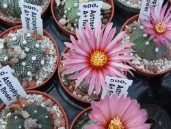 Astrophytum asterias X červený květ A red flower, akabana